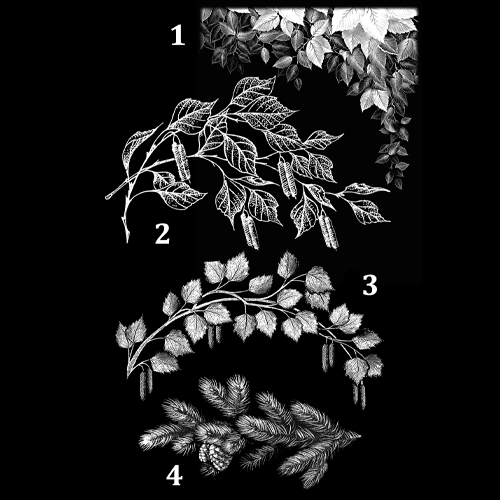 Гравировка ветви (арт. ГВ)